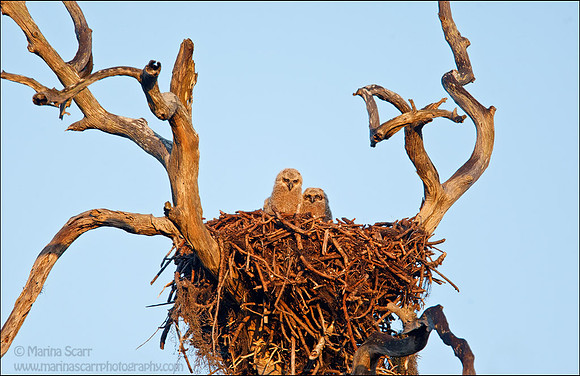Sunrise Great Horned Owl Nest