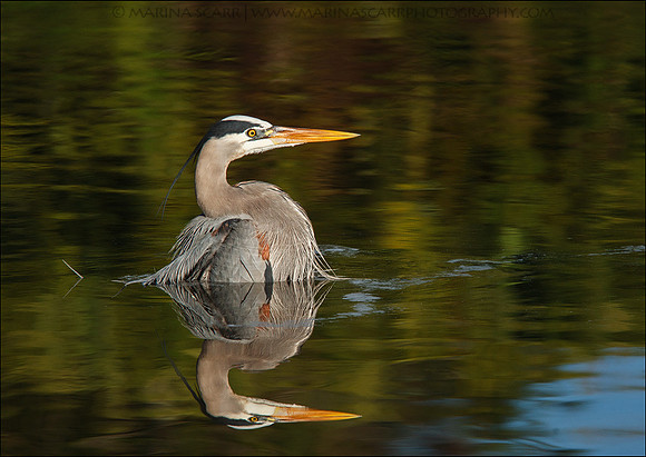 Great Blue Heron Cool Down