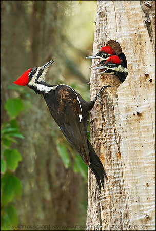 Pileated Woodpecker Feeding