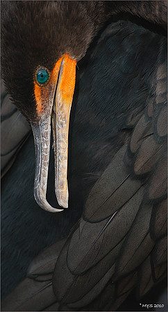 Double-crested Cormorant