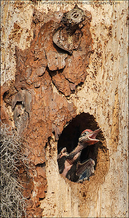 Pileated Woodpecker - Featherless