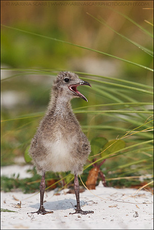 Laughing Gull Chick