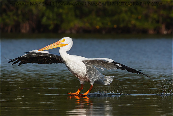 White Pelican Landing