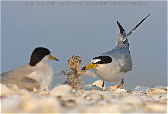 Least Tern Family Feeding