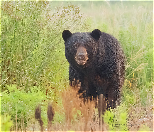 Black Bear - Female