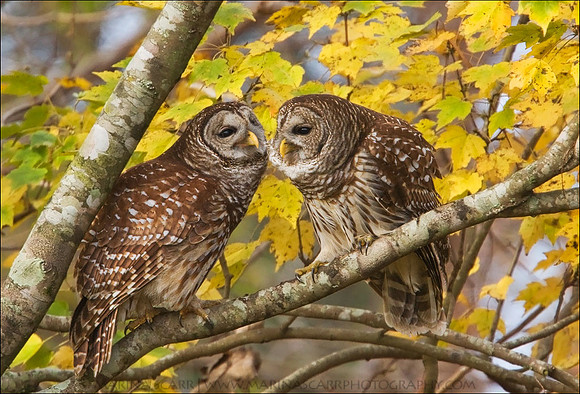 Barred Owl Love