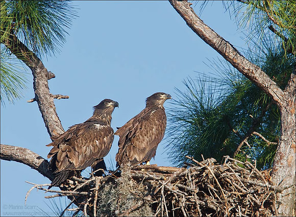 Bald Eagle Fledglings