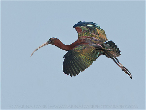 Glossy Ibis in Flight