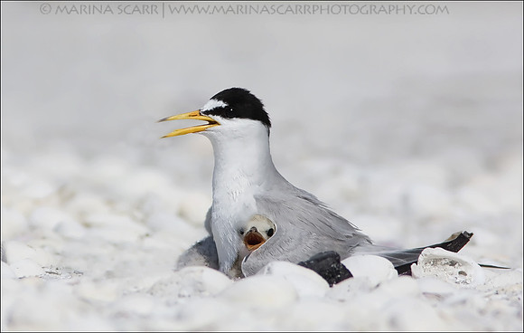 Least Tern Peek-a-Boo