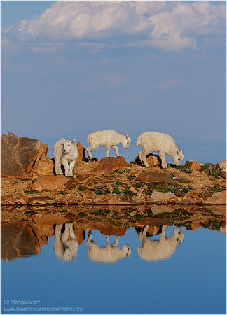 Mountain Goat Kids @ Summit Lake