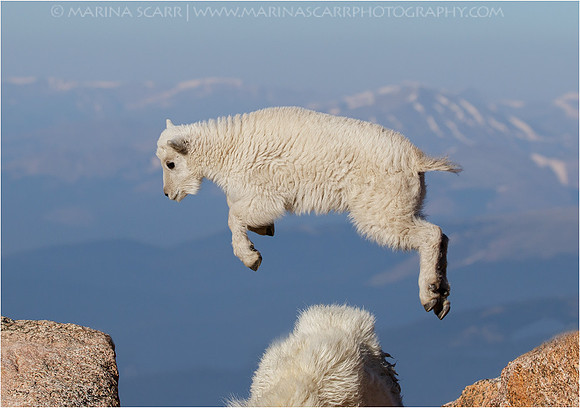 Leap of Faith - Mountain Goat Kid