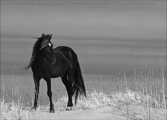 Wild Black Stallion in Dunes