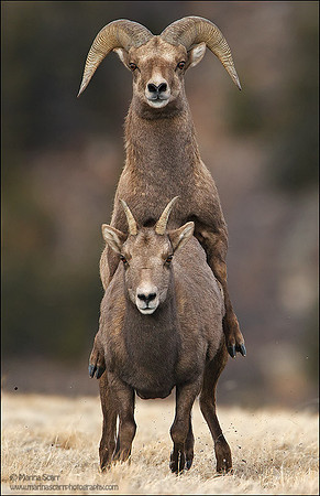 Bighorn Sheep Mating