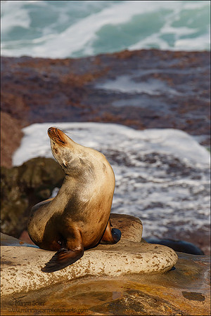 Sea Lion
