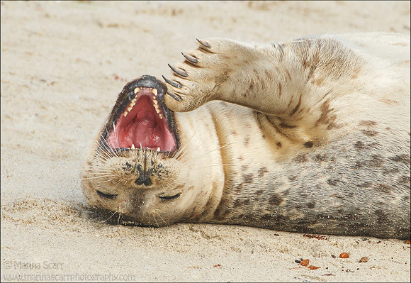 Playful Harbor Seal