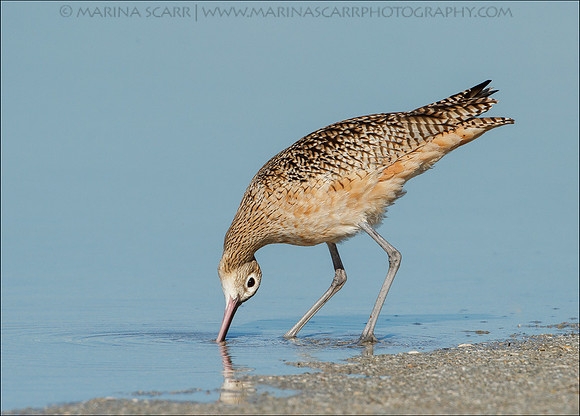 Curlew Digging for Crabs