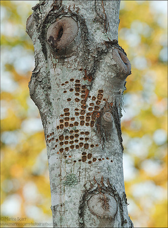 Sap Wells in Maple Tree by Yellow-bellied Sapsuckers