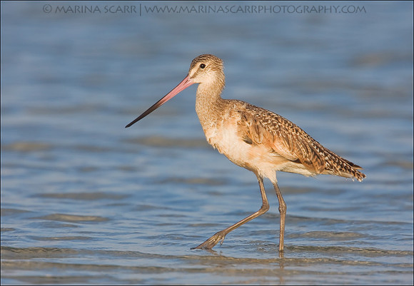 Marbled Godwit