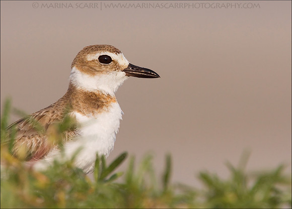 Wilson's Plover