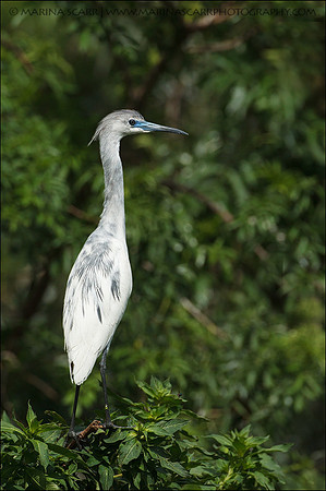 Little Blue Heron - Juvenile