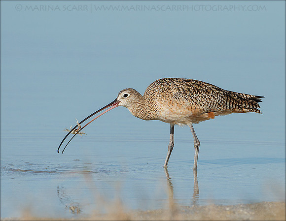 Long-billed Curlew Crabbing