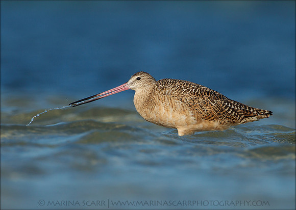 Godwit Feeding