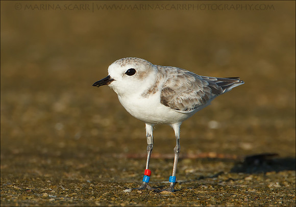 Bracelets for the Endangered Snowy Plover
