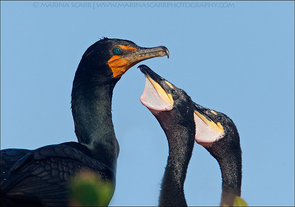 Double-crested Cormorant & Chicks