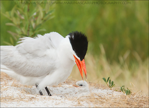 Caspian Tern Tending to Chick