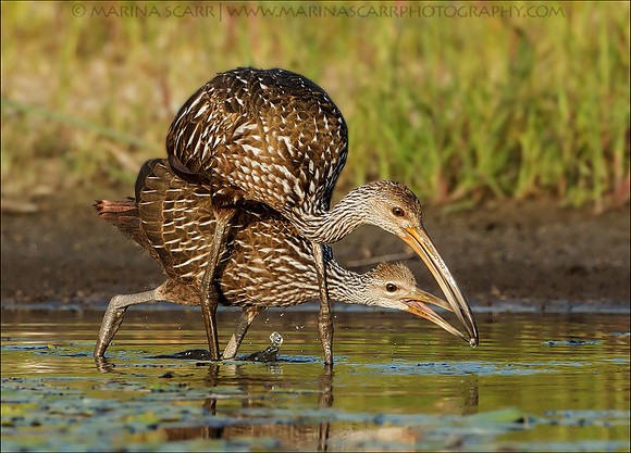 Limpkin Learning the Ropes