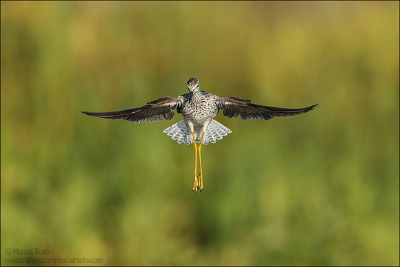 Lesser Yellowlegs - The Ballerina
