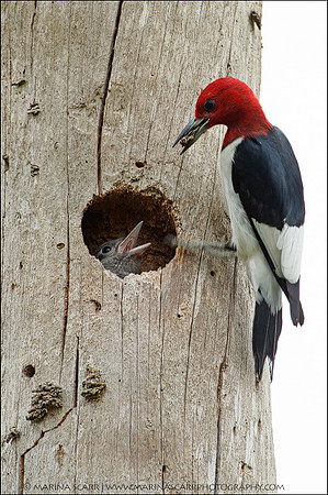 Red-headed WP Feeding