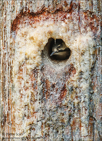 Female Chick - Red-cockaded WP