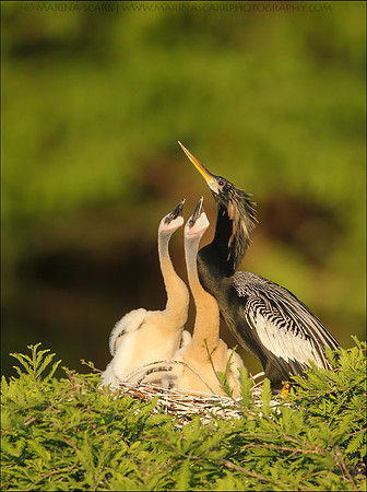 Anhinga Feeding