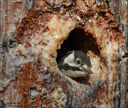 Male Chick - Red-cockaded WP