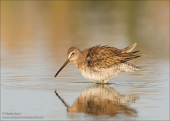 Long-billed Dowitcher