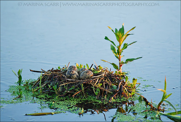 Black-necked Stilt Nest