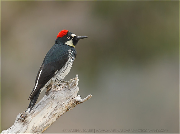 Acorn Woodpecker