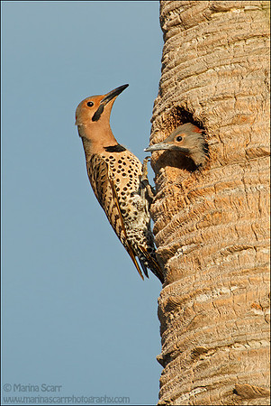 Male Flicker Feeding Male Chick