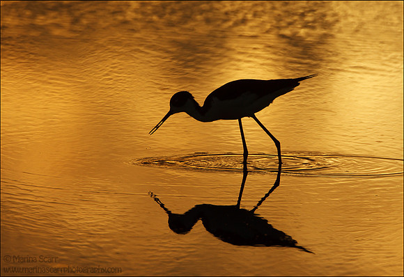 Stilt Foraging Silhouette
