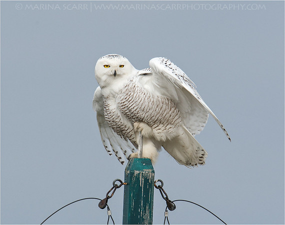 Female Snowy