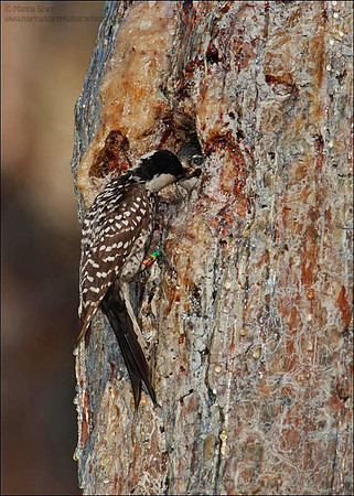 Red-cockaded Woodpecker Feeding