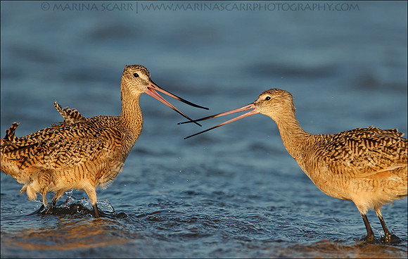 Marbled Godwit Spat