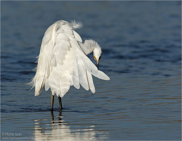 Juvnile Snowy Preening
