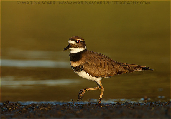 Killdeer