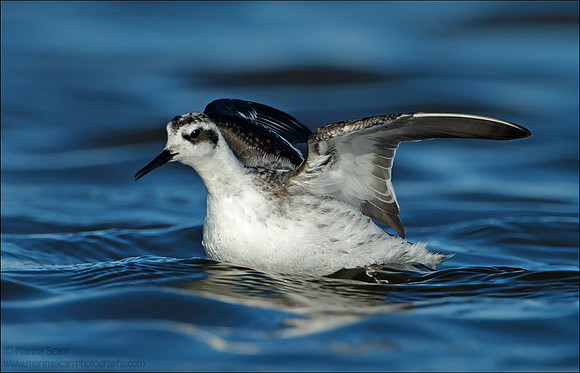 Red-necked Phalarope Visiting Florida