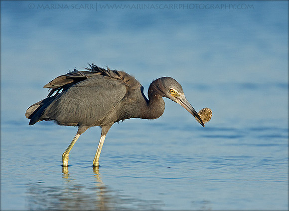 Little Blue Heron Fishing