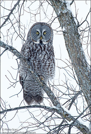 Great Grey Owl Camo