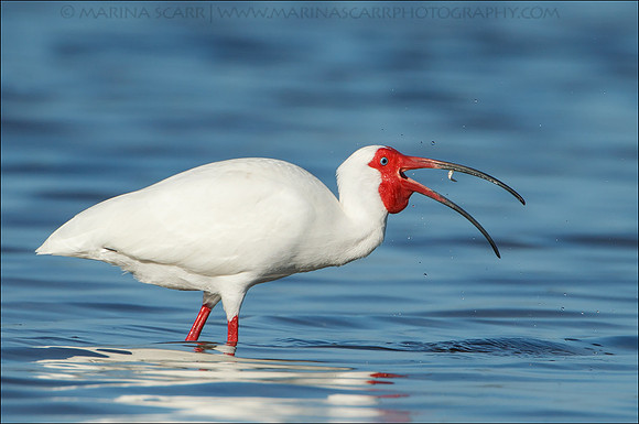 White Ibis Fishing