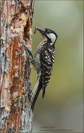 Unbanded Male with Worm